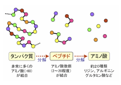 表1、アミノ酸