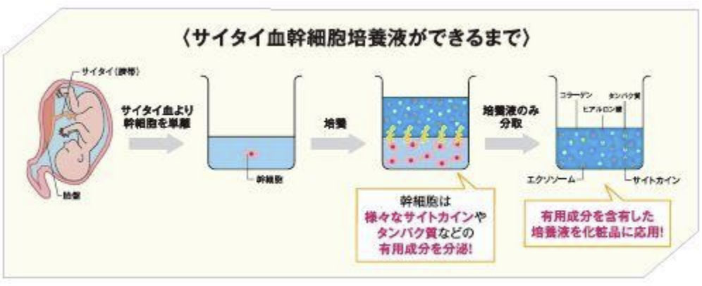 サイタイ血幹細胞培養液の精製