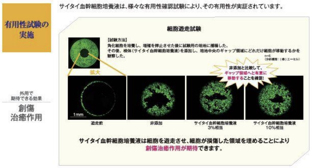 サイタイ血幹細胞培養液の傷を修復する作用とコラーゲン増殖作用