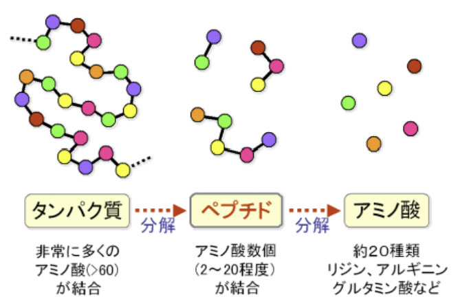 高機能ペプチドとは?