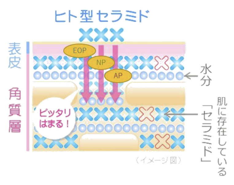 ヒト型セラミドの種類