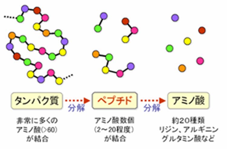 タンパク質→ペプチド→アミノ酸